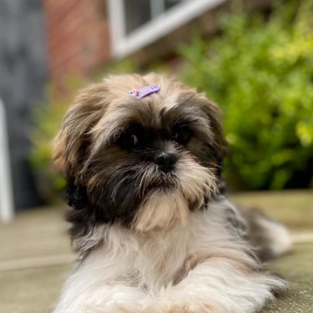 10 Fiocchi Per Capelli Cani - Accessori Carini Per Animali Piccoli - Foto 11