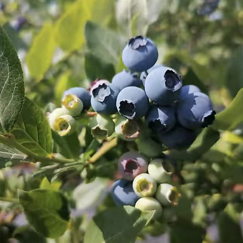 Amazon.com : 100+ Blueberry Seeds for Planting… : Patio, Lawn & Garden