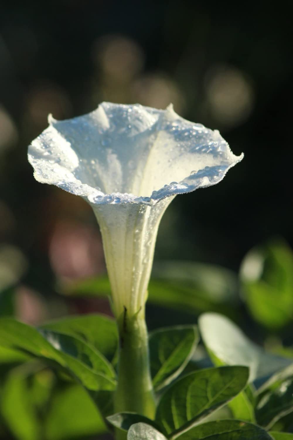 Jimson Weed Journal