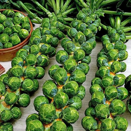Semillas de coles de Bruselas - invierno raras orgánicas variedades antiguas resistentes 350pcs