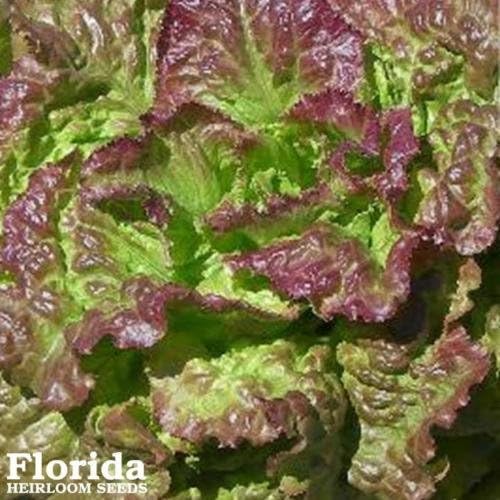 PRIZE HEAD LETTUCE 1000+ Heirloom Vegetable Seeds Green