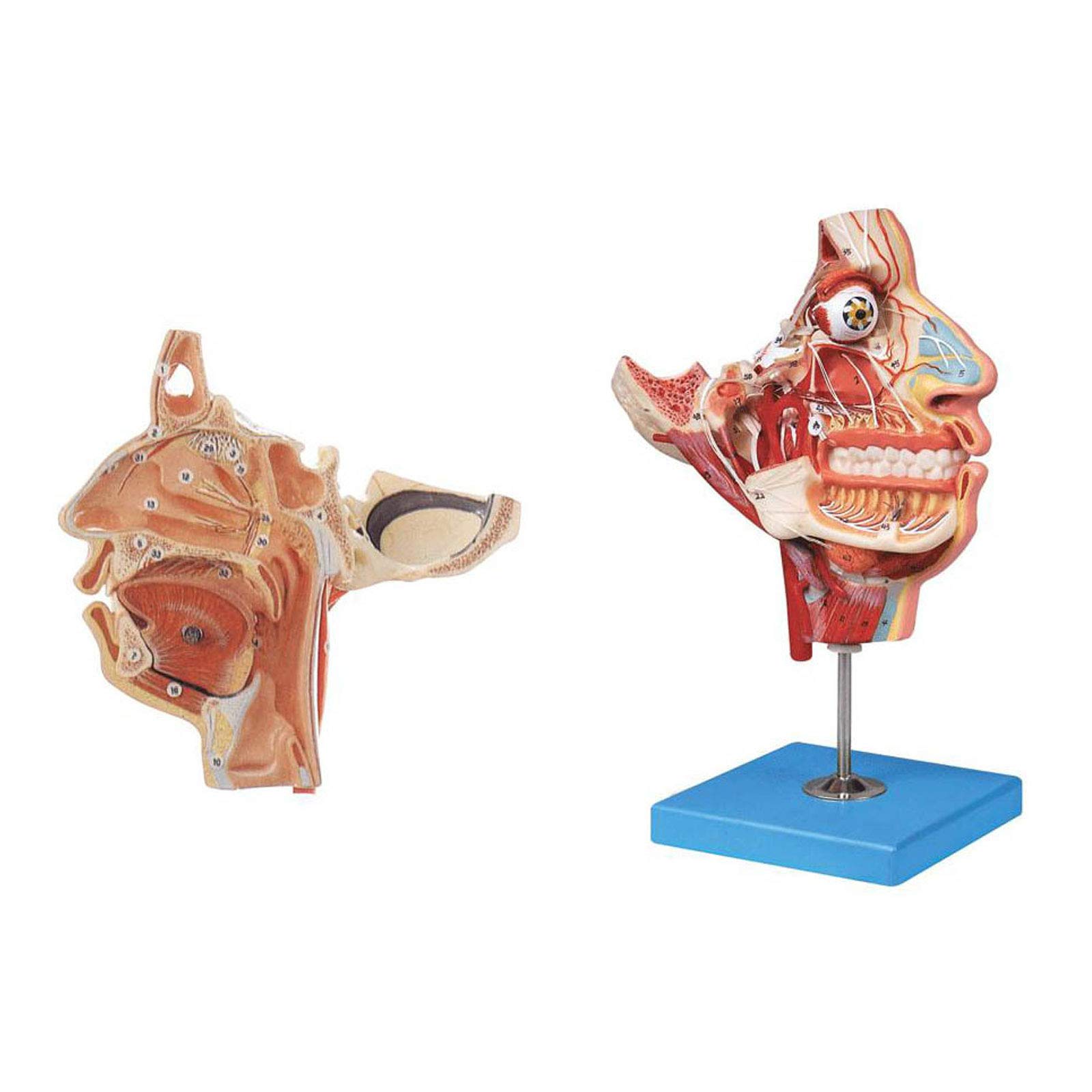 Buy Anatomy Model Human Anatomy Vascular Nerve Model of Mouth, Nose