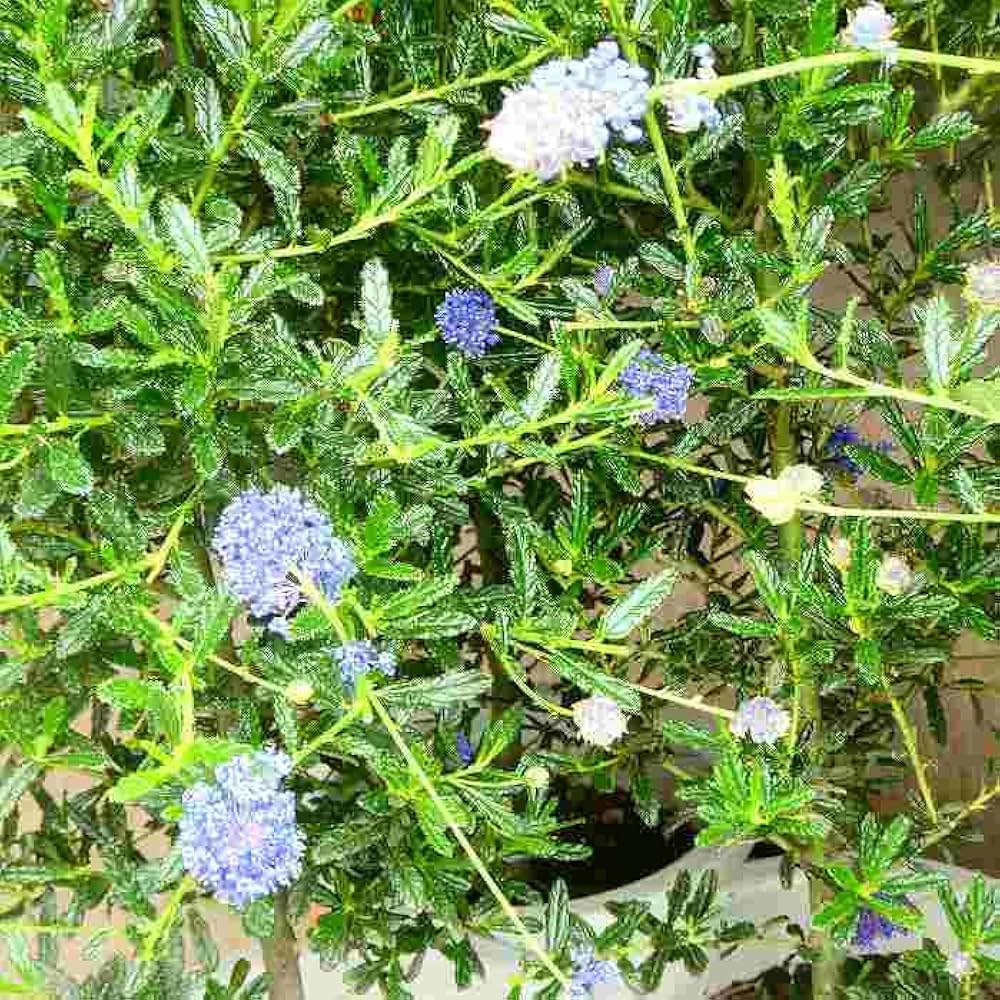 KaiLee　セアノサス　カルフォルニア　ライラック　 セット セアノサス カリフォルニアライラック 苗 販売 苗木部 By 花