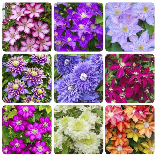 190+ Perennial Mix Clematis Seeds for Planting - Non-GMO Heirloom Seeds