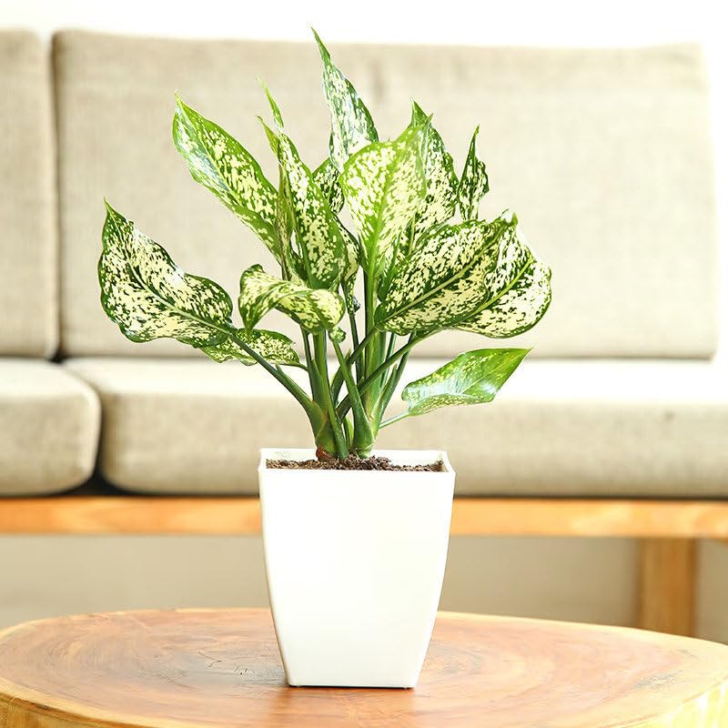 Aglaonema live plant white, Aglaonema Snow White Chinese Evergreen Indoor Plant (Pack of 1 Live Plant With Pot)-image-32