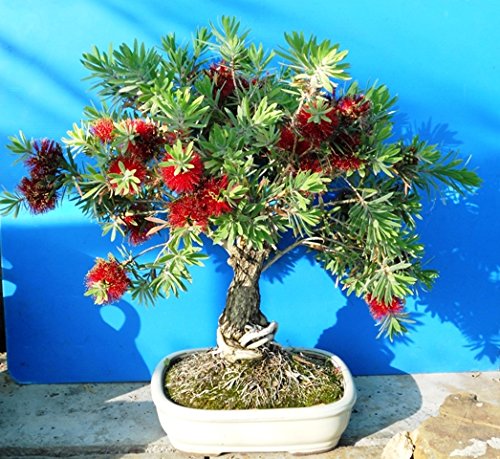 See full amazon price history chart for Creative Farmer Exotic Bonsai SuitableLal Bottle Brush Dwarf Bonsai Suitable Seeds Seeds Kitchen Garden Seeds Pack Creative Farmer Exotic Bonsai SuitableLal Bottle Brush Dwarf Bonsai Suitable Seeds Seeds Kitchen Garden Seeds Pack (B078R67HFL) Amazon Price History, Amazon Price Tracker