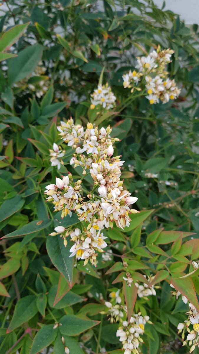 Nandina domestica OBSESSED® 'Seika' / Bambou sacré compact/Conteneur de 3 à 4 litres