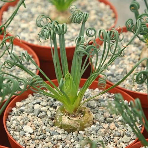 Miniatura 2 de Rara Albuca Spiralis Planta viva en maceta de 4 pulgadas, sacacorchos frizzle Sizzle Planta de interior ornamental Albuca Spiralis, planta viva