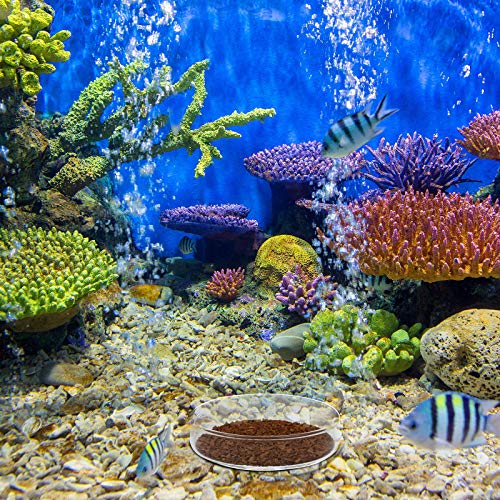 Patelai 3 Pieces Aquarium Shrimp Feeding Dish Glass Fish Clear Tank Feeding Bowl Food Bowl Freshwater Tray Feeder - Image 7