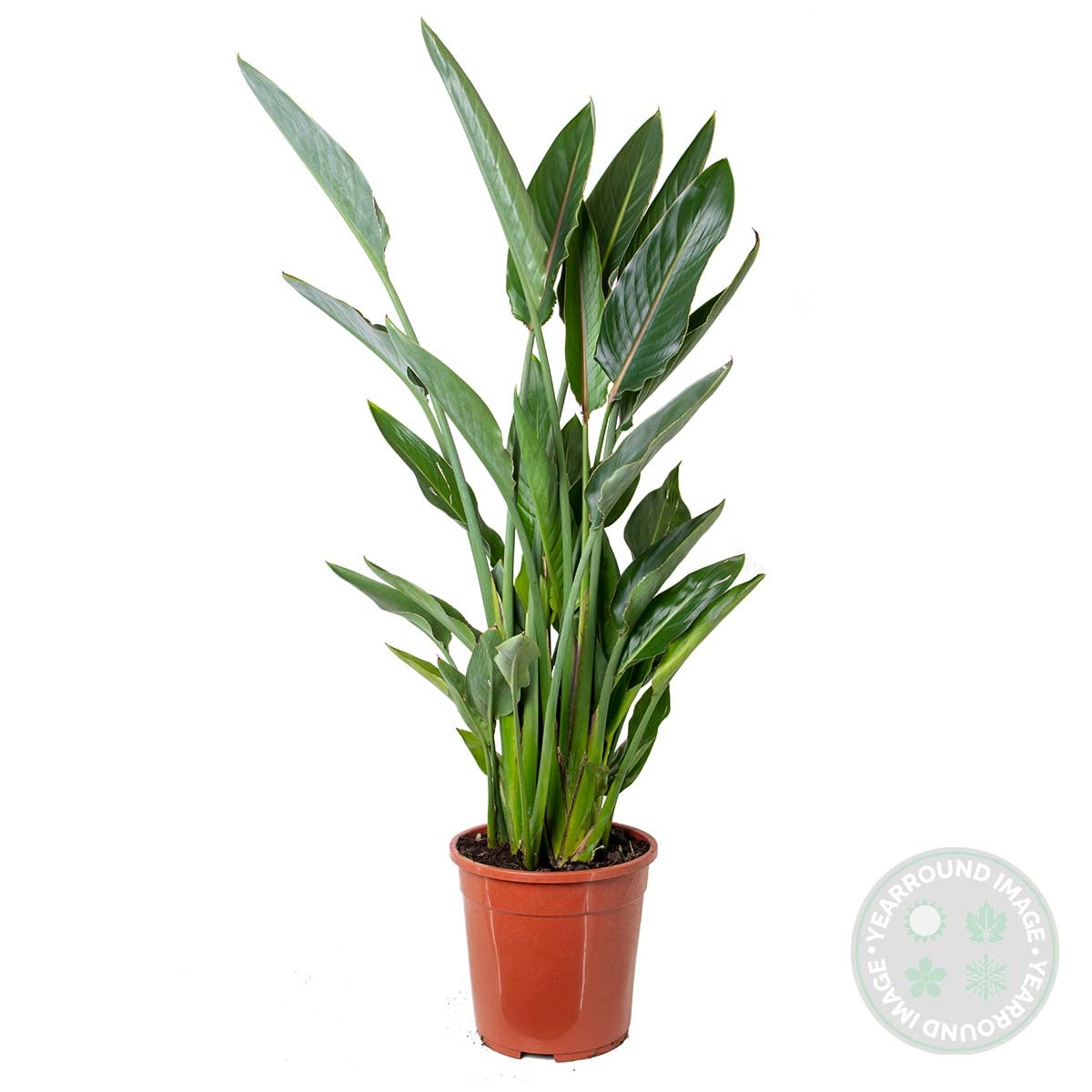 Bloomique - Strelitzia Reginae - Paradiesvogelpflanze - Paradiesvogelblume  - Zimmerpflanzen Gro - Luftreinigend - Pflegeleicht - Hhe 80-100 cm -  Topf 24 cm : Amazon.de: Garten