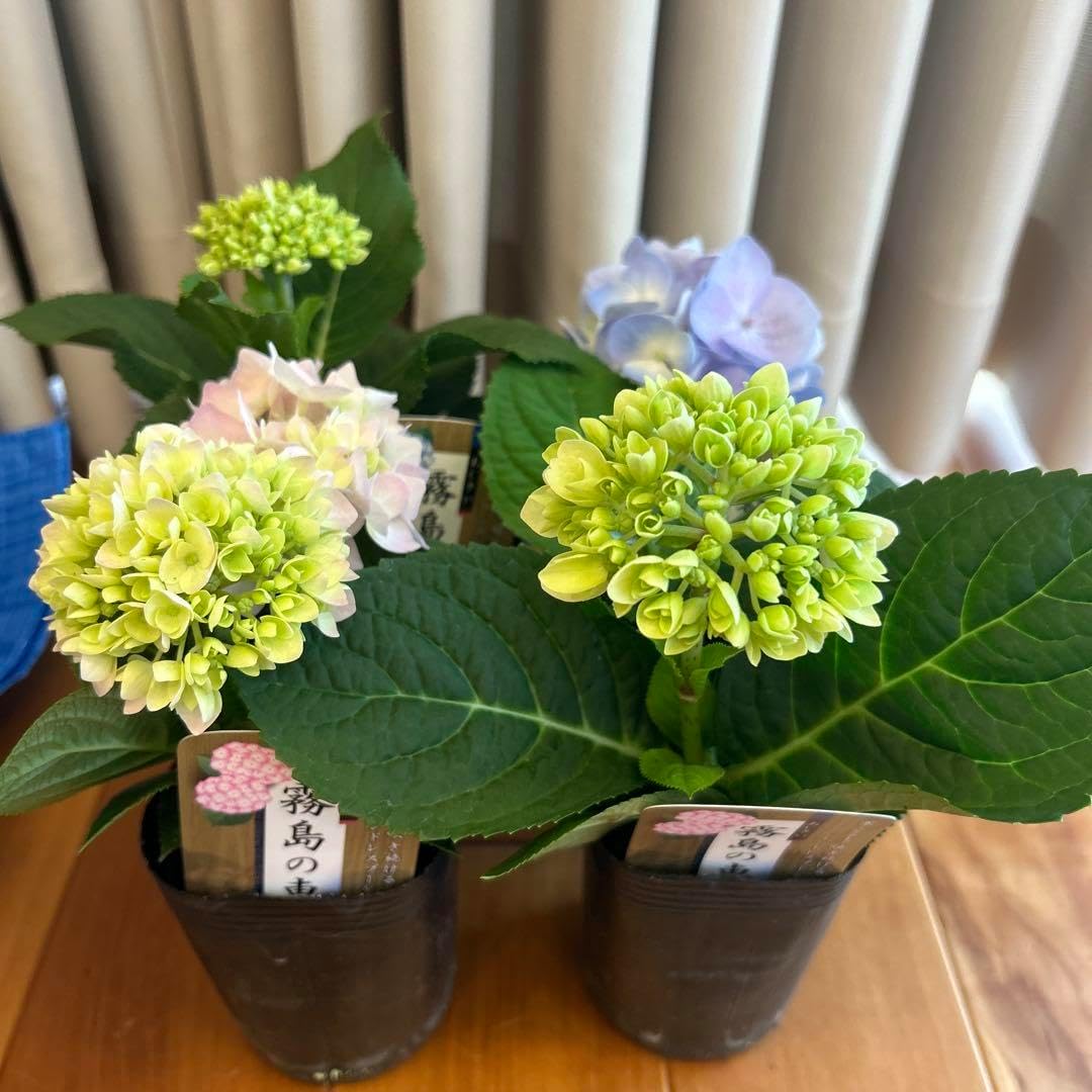 耐寒性 南国リゾート松ダイオウショウ◇ドライガーデン多肉アガベ