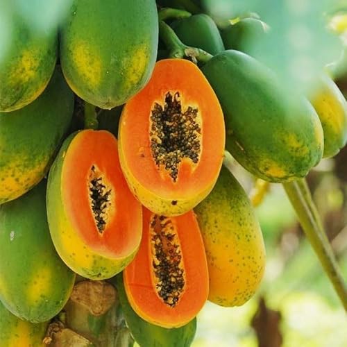 5Pcs Dwarf Papaya Seeds for Planting-Non-GMO Heirloom Plant Seeds Garden Outdoor - Thumbnail 2