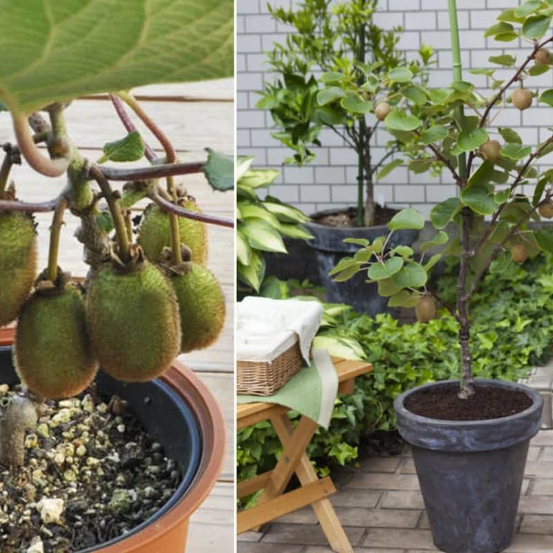 See full amazon price history chart for Adrija Plant Nursery Kiwi Live Plant (Grafted) | kiwi Fruit Plants kiwi plant for garden, Home, Outdoor | Pack of 1 Adrija Plant Nursery Kiwi Live Plant (Grafted) | kiwi Fruit Plants kiwi plant for garden, Home, Outdoor | Pack of 1 (B0CP64S4BY) Amazon Price History, Amazon Price Tracker