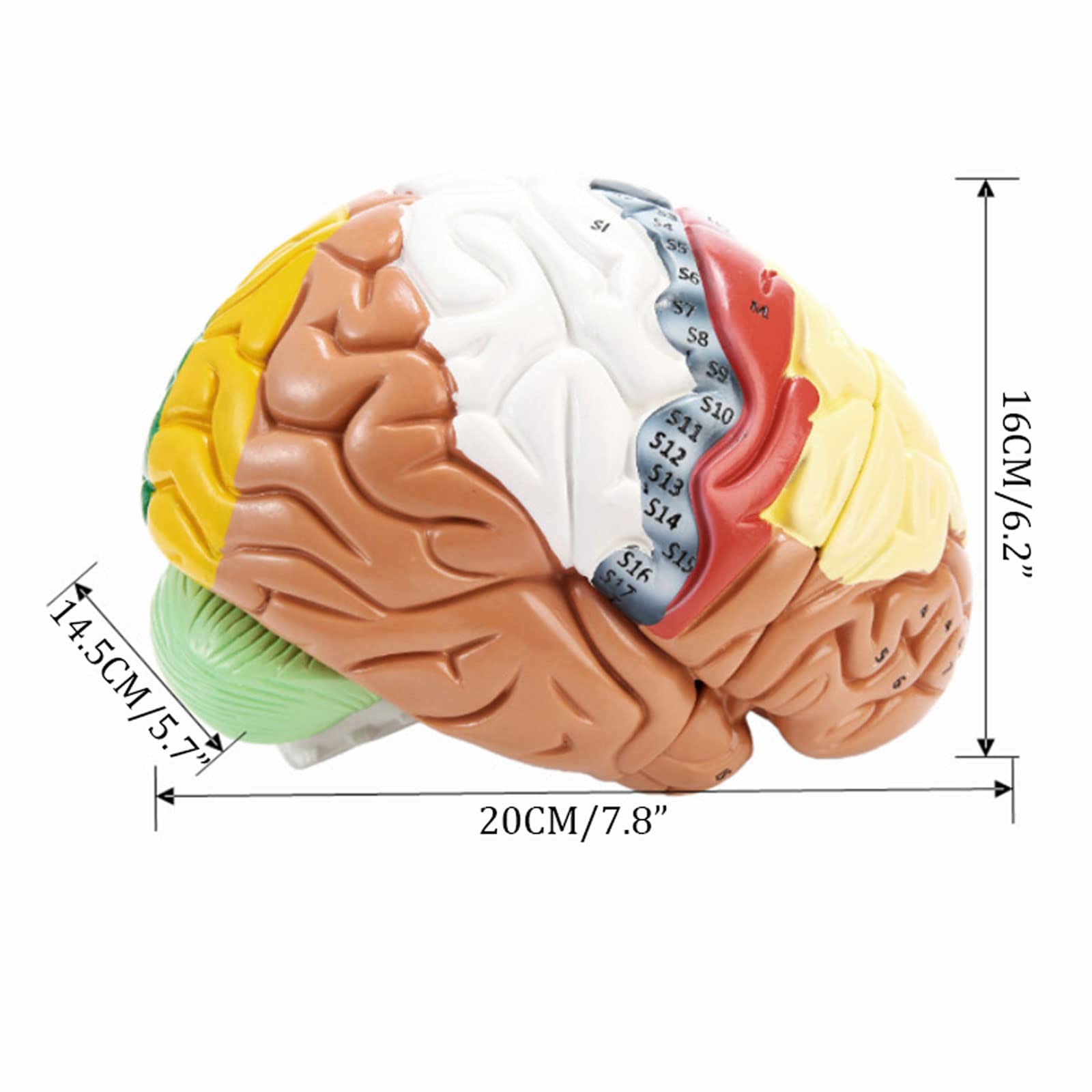 PVC Brain Model With Display Base VEVOR 4-Part Human Brain Anatomy ...