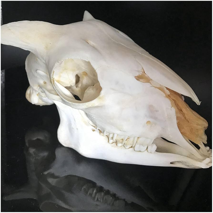 Amazon.co.jp: 羊の頭蓋骨標本 - 本物の動物の骨モデル - 剥製