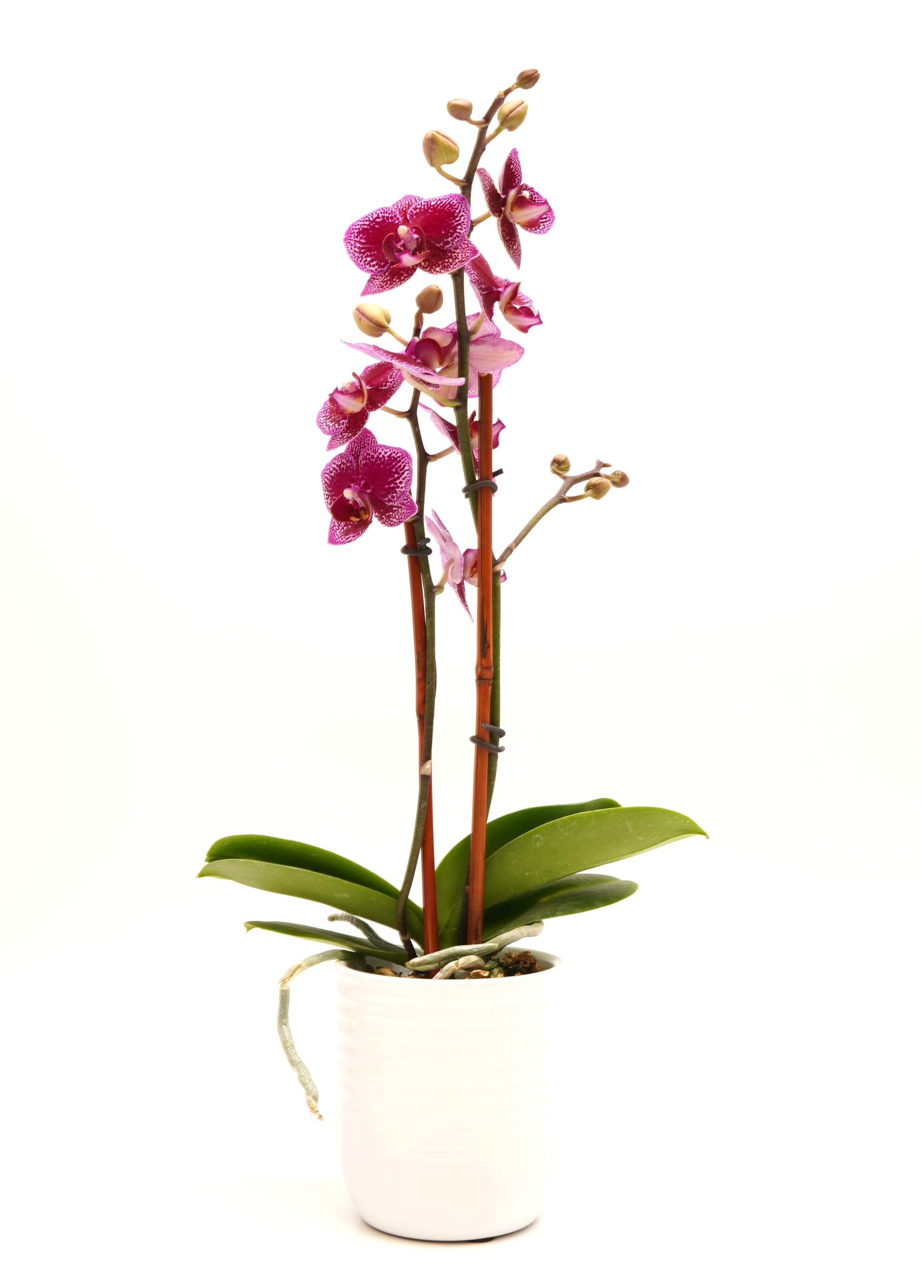 DecoBlooms Premium Purple Orchid Live Indoor Plant - 3 inch Blooms, Modern Pot Included, Gift Fresh Flowering Home Decor for Anniversary, Birthday, Congratulations, Get Well, Sympathy, Thank You