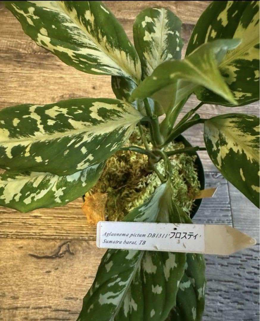 アグラオネマ フロスティ アグラオネマ フロスティ Aglaonema pictum