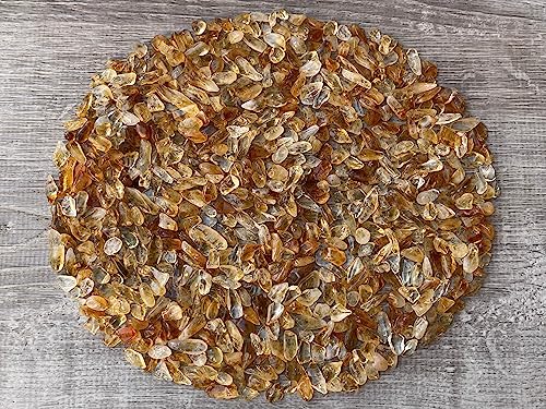 Image of GAF TREASURES 2 oz Lot Natural Citrine Semi Tumbled Gemstone Chips, Crushed Mini Crystals, Undrilled Crystal Chips (Citrine-Dark)
