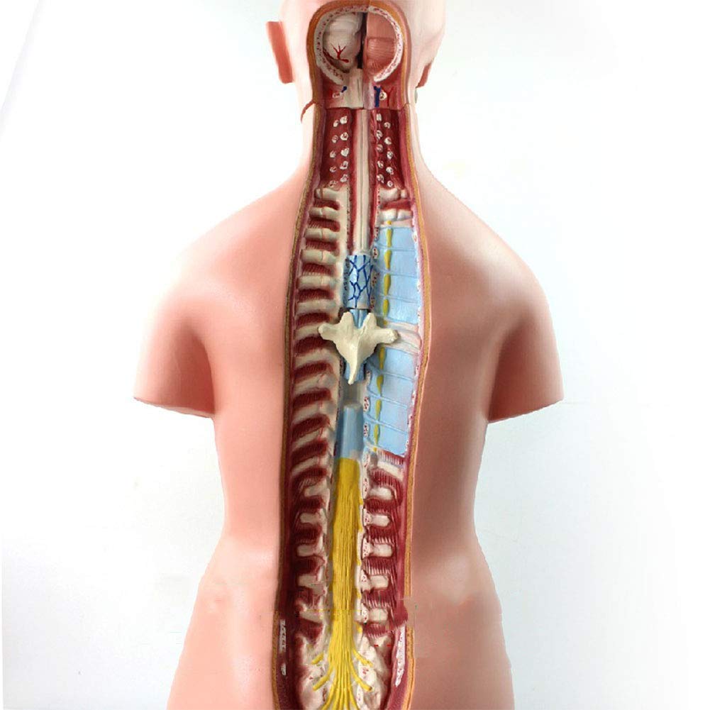 Modèle Anatomique du Torse Humain De 85 Cm, Comprenant 23 Parties Détachables, avec Organes Internes, Idéal pour l'enseignement Scolaire.