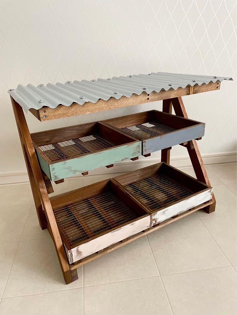 チタノタ3種セット】姫厳竜 BB ゴリ猫 鉢ごとメルカリ便発送