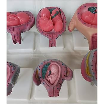 PNATOMY 胎児模型 約15cm PNATOMY 胎児模型 約15cm - メルカリ