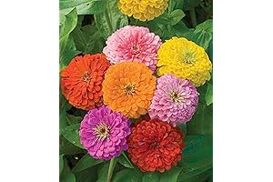Seeds2Go ZINNIA California Giant Mix 5,000 Flower Seeds