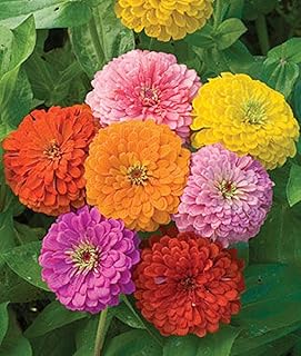 Sponsored Ad - Zinnia - California Giant Mix - Bulk Pack 5,000 Seeds by Seeds2Go