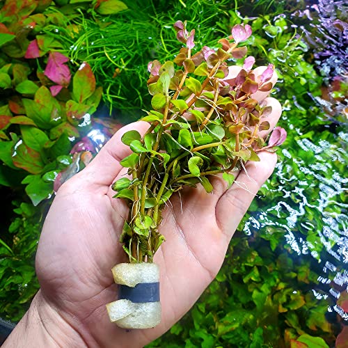 Substratesource Live Aquarium Red Stem Plants - Freshwater Aquatic Plant For Fish Tanks, Aquascaping - (Rotala Macrandra Mini Pink, 1 Bunch) #TOP2