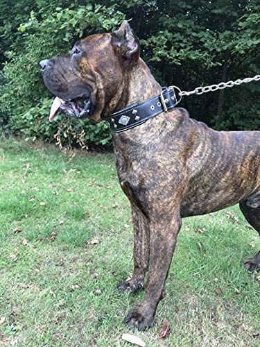 Bestia Aztec Black Genuine Leather Big Dog Collar. Unique Rivet Design. Soft Padded #TOP2