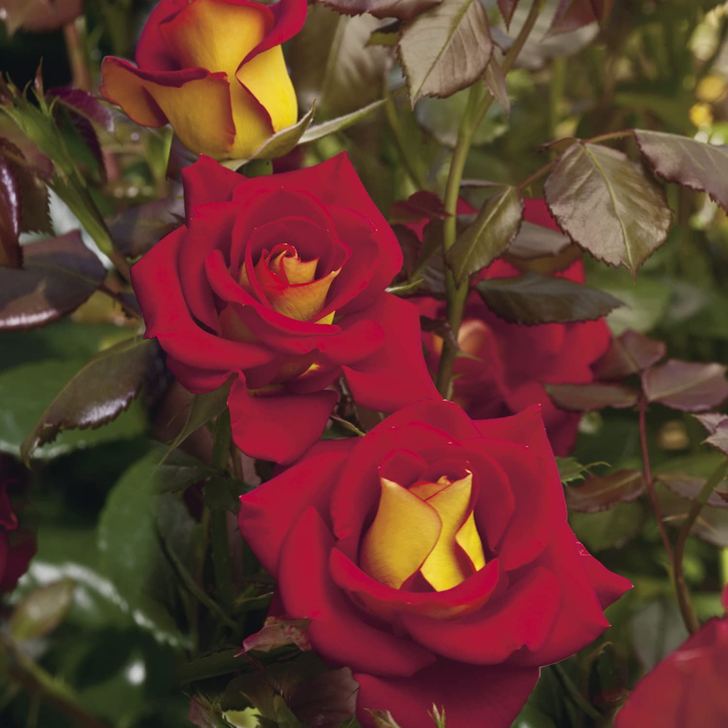 Ketchup & Mustard®, rosaio vivo Rose Barni®, rosa in vaso rossa e gialla, pianta folta e compatta, habitus rotondo, adatta alla coltivazione in vaso, rifiorente fino autunno inoltrato cod.72056