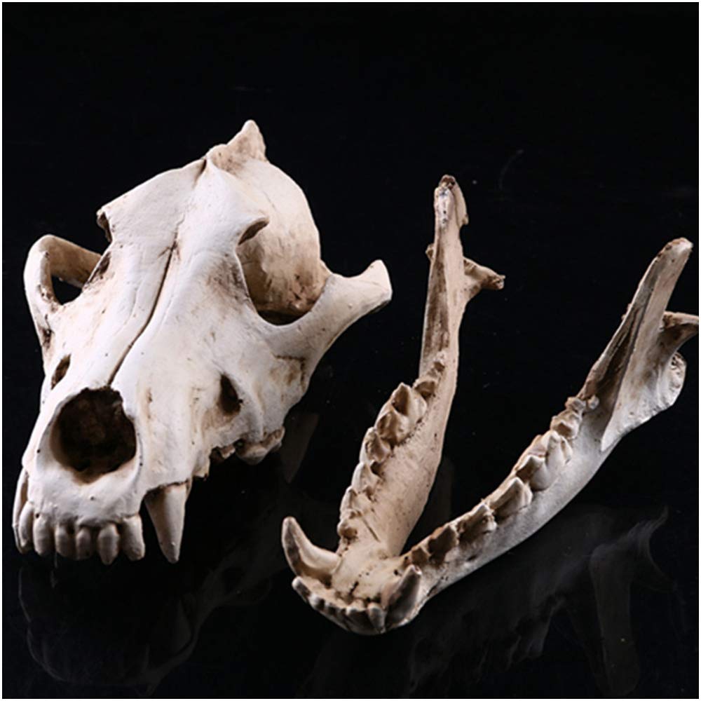 Réplica De Cráneo De Lobo, Modelo De Cráneo De Animal Realista, Modelo De Cabeza De Cráneo De Lobo, Artesanías De Resina, Estatua De Cráneo De Lobo Hecha A Mano Para El Instituto De Investigación An