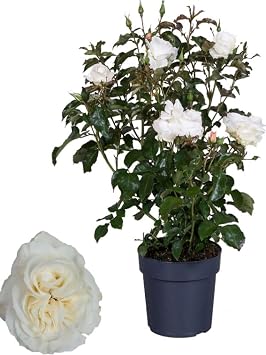 Gardenbox Canlı Beyaz Gül Fidanı Saksıda 30-50cm, Pembe Telgraf Çiçeği