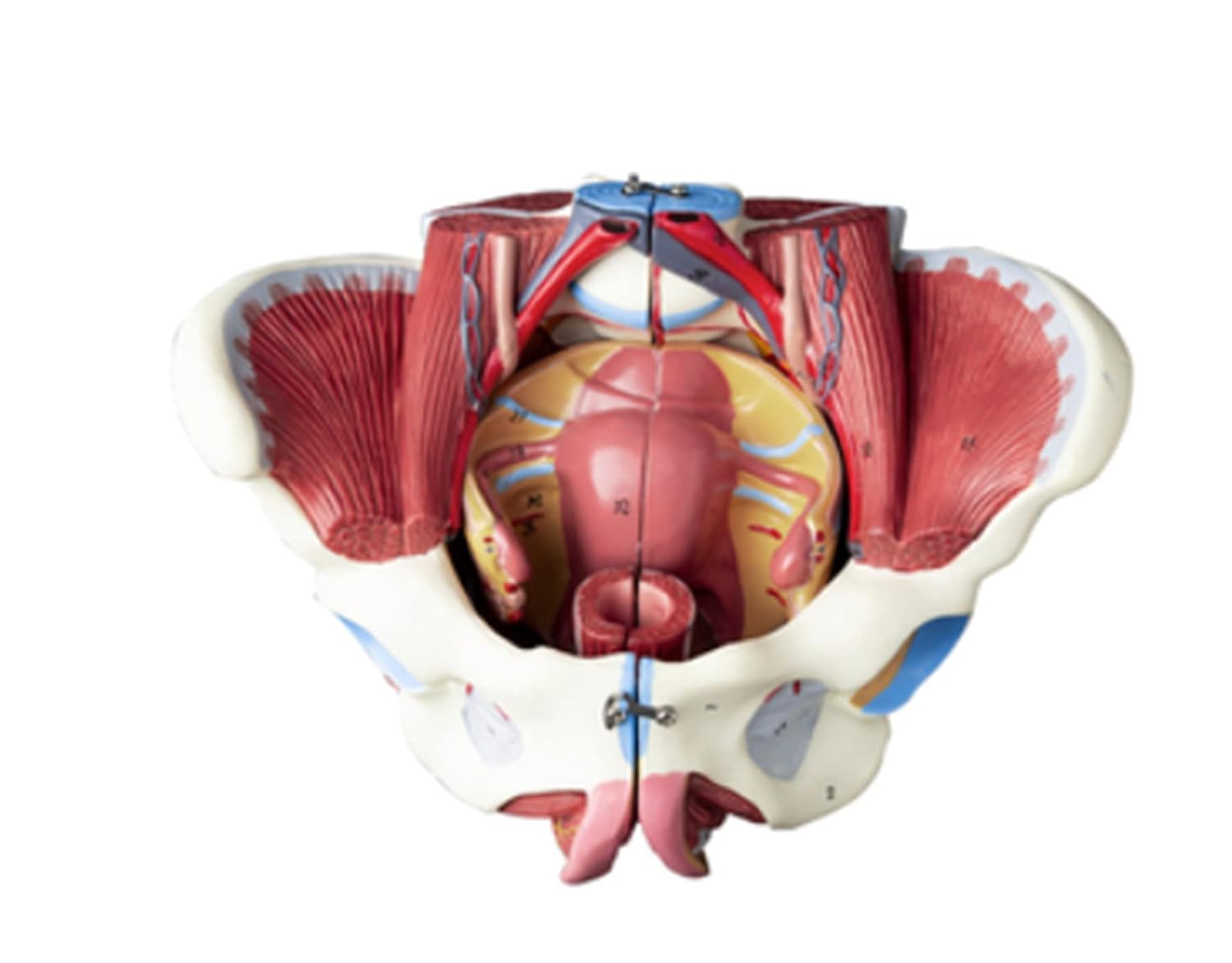 1PC Female Pelvis and Organs, Scientific Model of The Detachable Female Pelvis, Pelvic Floor Muscles and reproductive Organs, Including Uterus, Colon and Bladder
