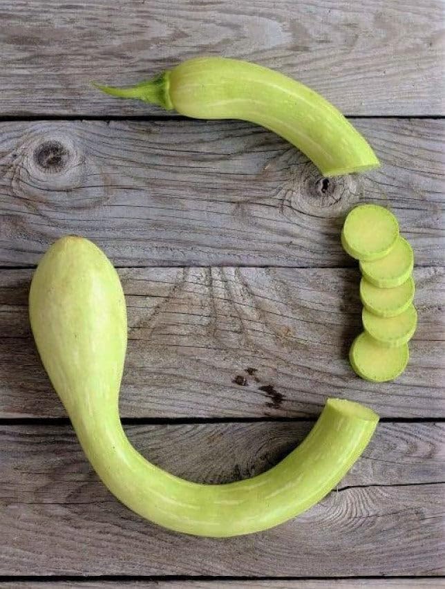 Miniatura 7 de TomorrowSeeds - Semillas de calabaza Tromboncino - Más de 10 unidades - para plantar 2025 Zuchetta Rampicante Trombetta Tromboncino Calabacín