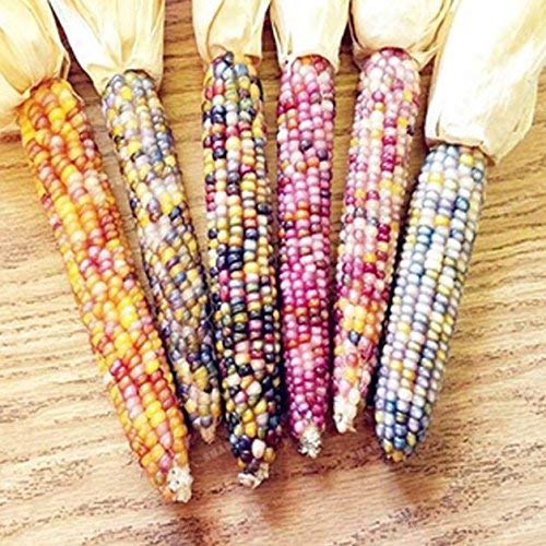 VIBEX -™ VXL-613 High Yielding Rainbow Colourful Corn Seeds (B08YWYWDKW) Amazon Price History, Amazon Price Tracker