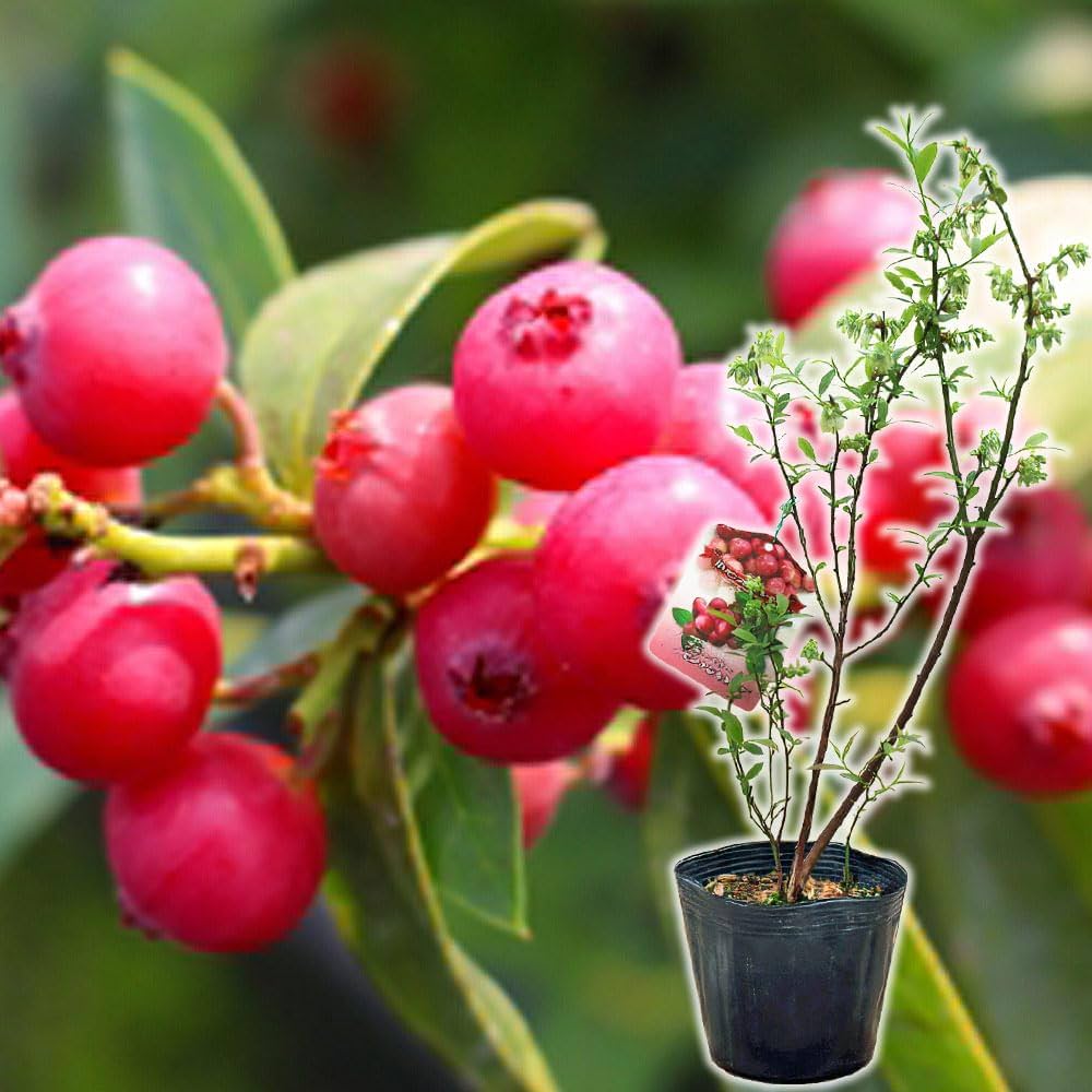 ブルーベリー苗　ピンクレモネード　50本セット 楽天市場】【ピンクレモネード】 ハイブリッド ブルーベリー苗木