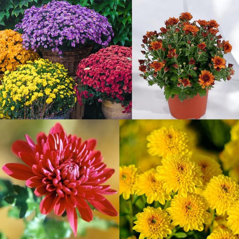 Chrysanthemum flower plants live, Sevanti Flower (Chrysanthemum) For Home Garden, Terrace, Balcony, Home Decoration (Combo of 3 Multicolour Plants)-image-35