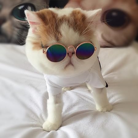 Hemore Lunettes De Soleil Universelles Pour Petits Animaux De Compagnie Pour Chiens Et Chats Amazon Fr Animalerie Hemore Lunettes De Soleil Universelles Pour Petits Animaux De Compagnie Pour Chiens Et Chats Amazon Fr Animalerie