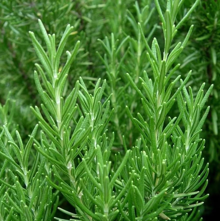 Miniatura 7 de Paquete de 6 plantas iniciales de romero azul, plantas rectas de hierbas de romero fragantes, plantas de semillero de romero de 3 a 6 pulgadas de