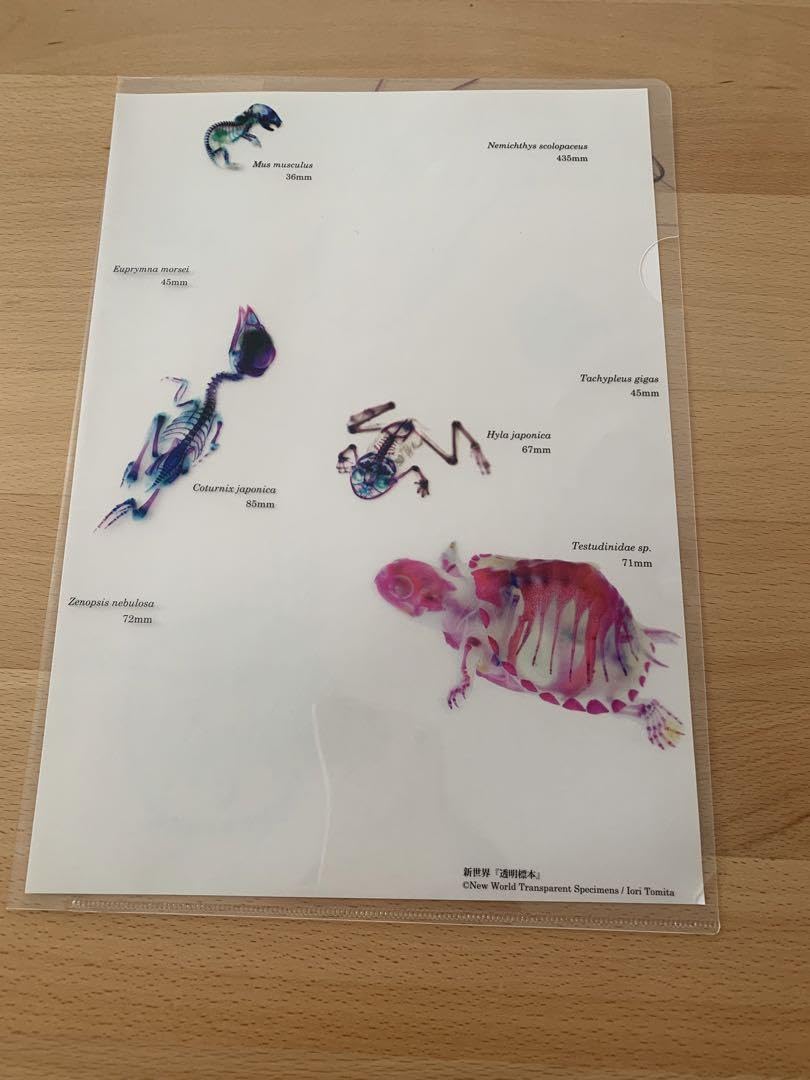 【新品未開封】君に届け展　クリアファイル　クリアホルダー 2025年最新】Yahoo!オークション -君に届け(クリアファイル)の