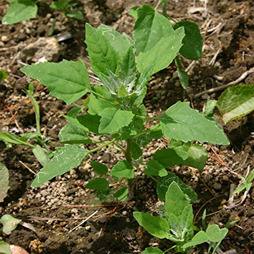 Green Gallery Bathua Saag Organic Vegetable Seeds for Home Gardening (B08VSFMZJ3) Amazon Price History, Amazon Price Tracker
