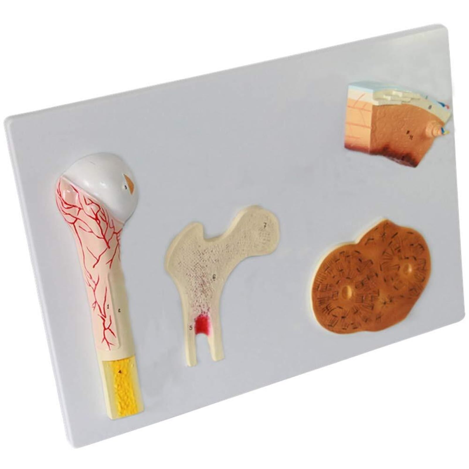 Modelo De Estructura De Anatomía Ósea Humana De Hueso Esponjoso, Hueso, Cartílago Perióstico - Modelo De Estructura Ósea De Material De PVC - Incluye 4 Partes - Como Periostio