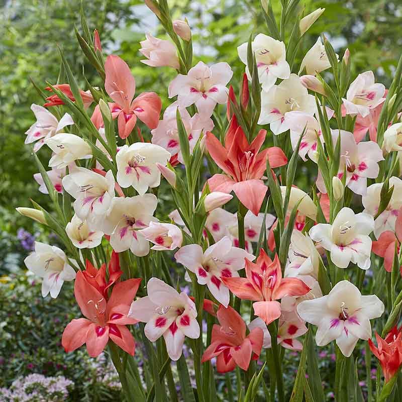 Eden Brothers Gladiolus nanus