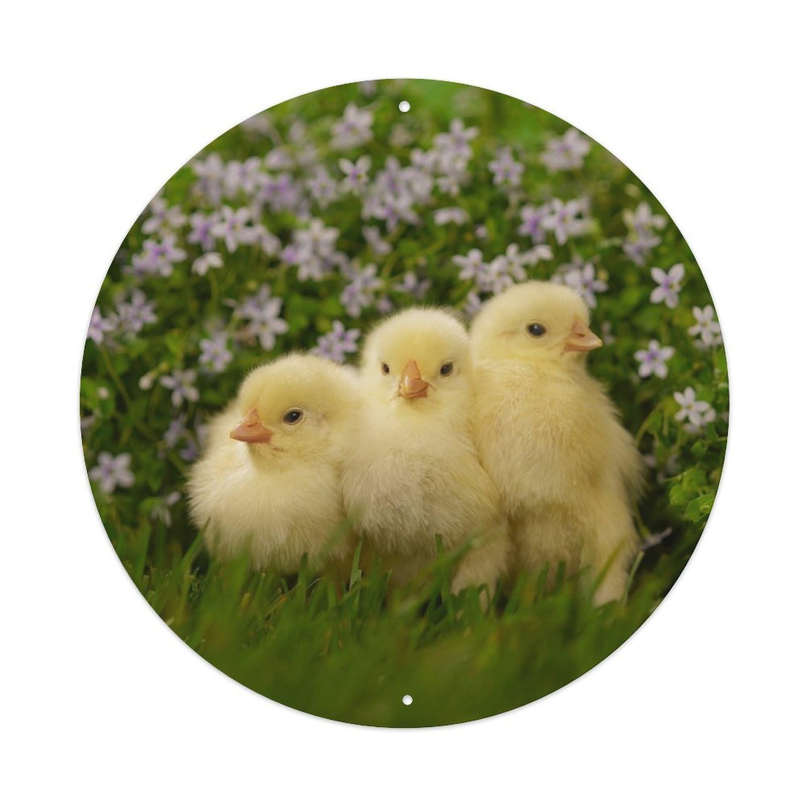 White Swan Chicks Bird Wildlife Nature Classic Metal Tin Sign