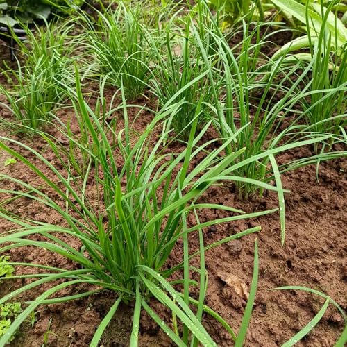 semi di cipollina resistenti - selvatici balcone giardino interno esterno 800pcs