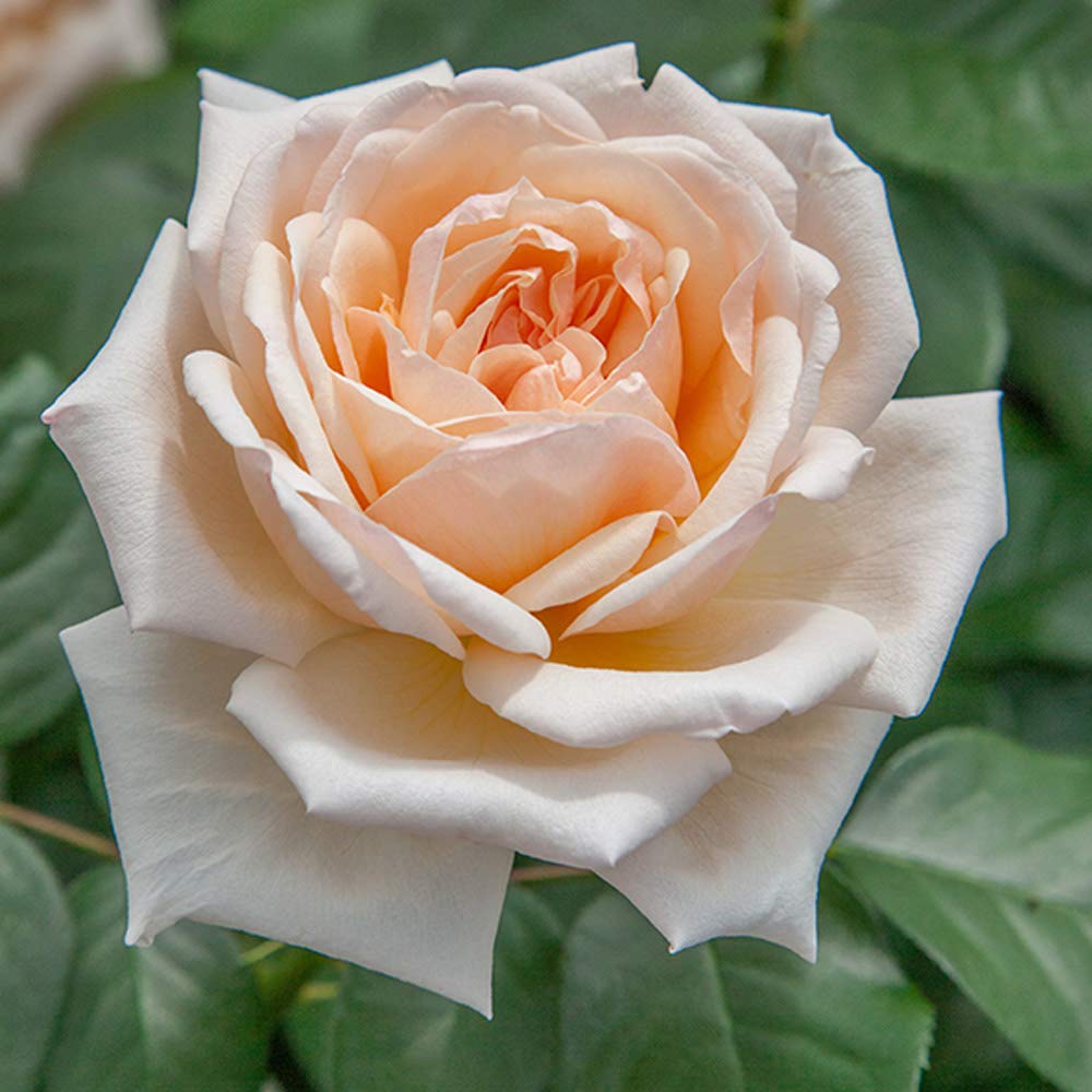 Amazon Com Apricots N Cream Hybrid Tea Rose By Heirloom Roses Live Rose Bush Patio Lawn Garden Amazon Com Apricots N Cream Hybrid Tea Rose By Heirloom Roses Live Rose Bush Patio Lawn Garden