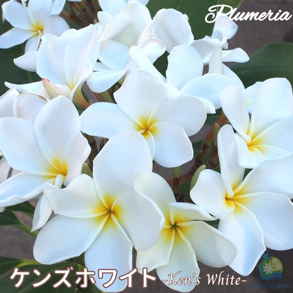 61yn0WQD7yL._AC_UF1000,