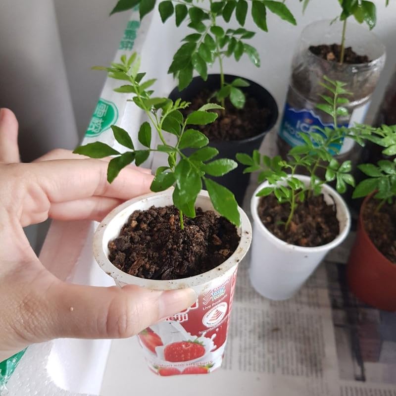 kari patta seeds Pack Of 5 (B0CPGRDQ8F) Amazon Price History, Amazon Price Tracker