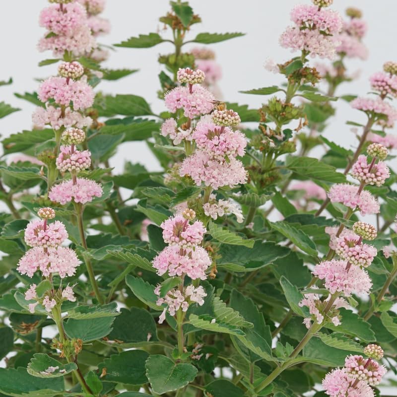 Pink Bluebeard Plant Live Flower Plant, Caryopteris Plants in 2.5 Inc Pot