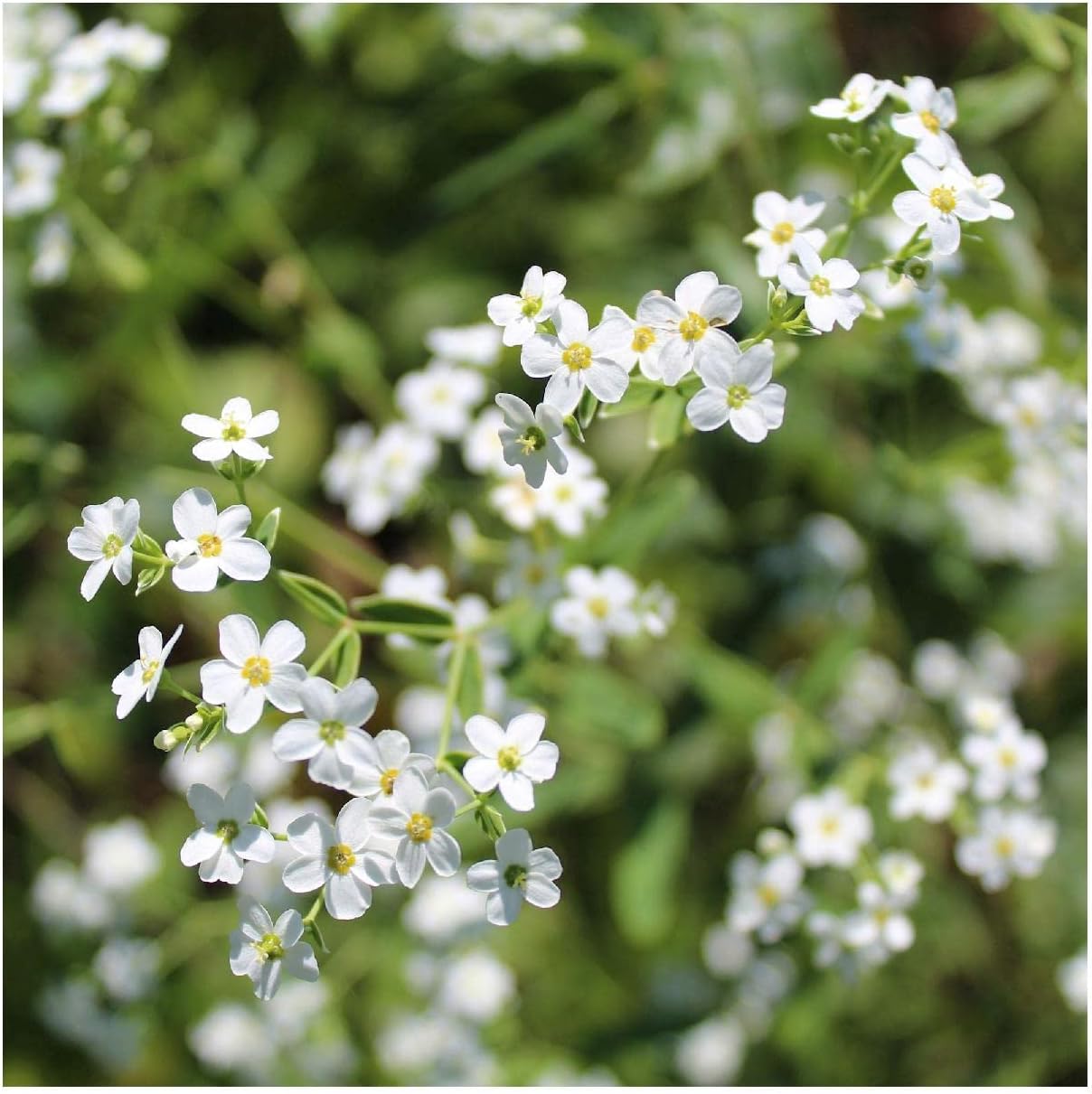 Everwilde Farms - 1 Oz Flowering Spurge Native Wildflower Seeds - Gold Vault